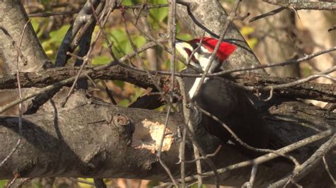 Nov 3, 2022 · In this video, you will learn how to identify 4 common CALLS and SOUNDS of a Pileated Woodpecker (Dryocopus pileatus), including what it sounds like when they drum against a tree! Please... 
